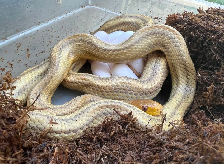 Yellow Rat Snake